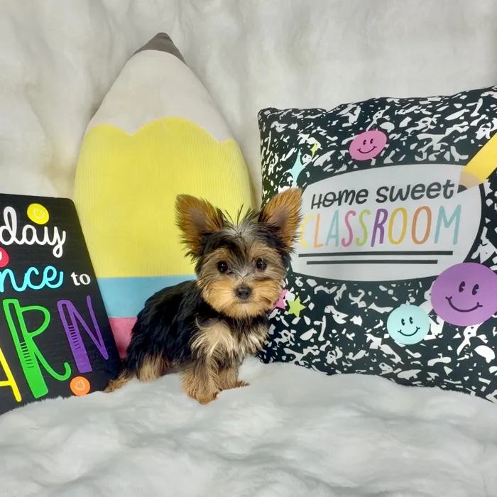 Female Yorkie puppy named Starbust for sale at Puppy Dreams - Denton.