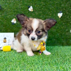 car_main_img_/media/ap_media/pets/KQEWAGRUSVVR120340.webp.250x250_q85.webp