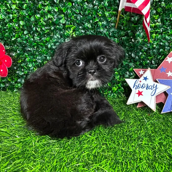 Female Shih Tzu puppy named *Chocolate Chip* for sale at Puppy Dreams - Mansfield.