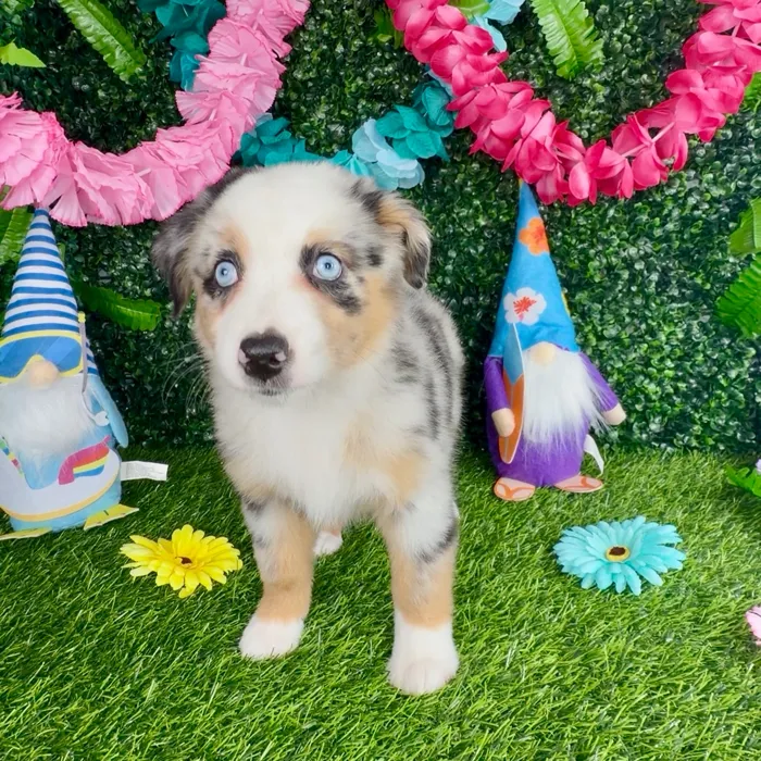 Female Mini Aussie puppy named Rosie for sale at Puppy Dreams - Denton.