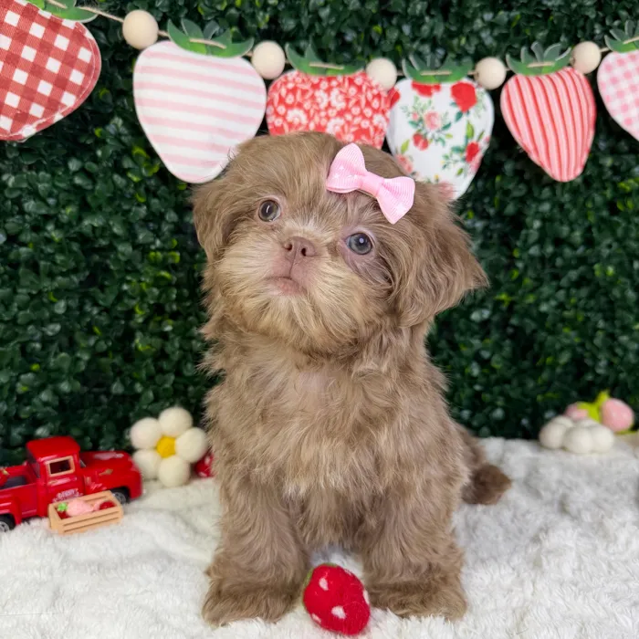 Female Shih Tzu puppy named Luna for sale at Puppy Dreams - Garland.