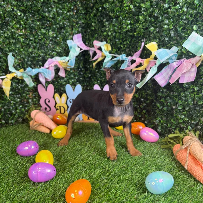 Female Min Pin puppy named Sandy for sale at Puppy Dreams - Garland.