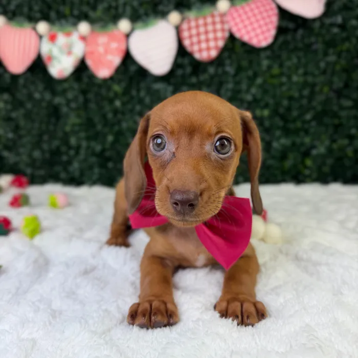 Female Dachshund puppy named Stella for sale at Puppy Dreams - Garland.