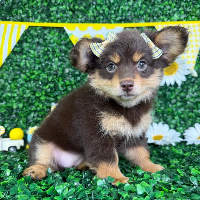 Female Pomeranian/Dachshund puppy named Lucy for sale at Puppy Dreams - North Richland Hills.