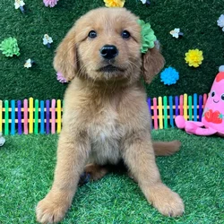 Female Golden Retriever puppy named Charlotte for sale at Puppy Dreams - Carrollton.