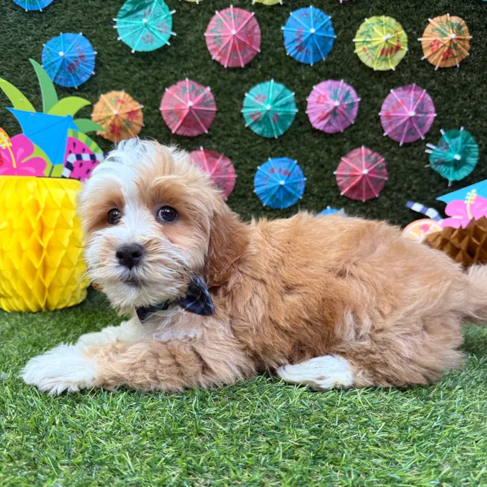 Male Lhasa-Poo puppy named Koda for sale at Puppy Dreams - Carrollton.