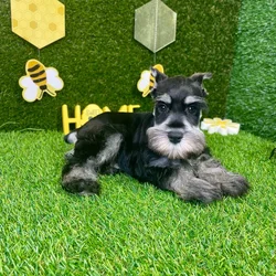 car_main_img_/media/ap_media/pets/KUWUZZVHGWRP136743.webp.250x250_q85.webp