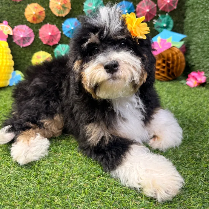 Female Bernedoodle puppy named Stella for sale at Puppy Dreams - Carrollton.