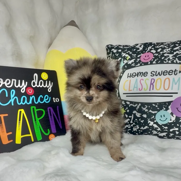 Female Pomeranian puppy named Berry for sale at Puppy Dreams - Denton.