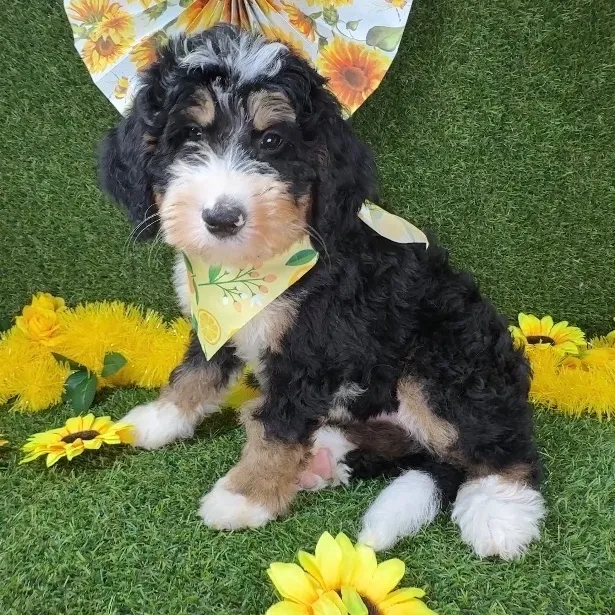 Male Bernedoodle puppy named Jack for sale at Puppy Dreams - Arlington.