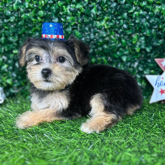 Female Yochon puppy named *Angus* for sale at Puppy Dreams - Mansfield.