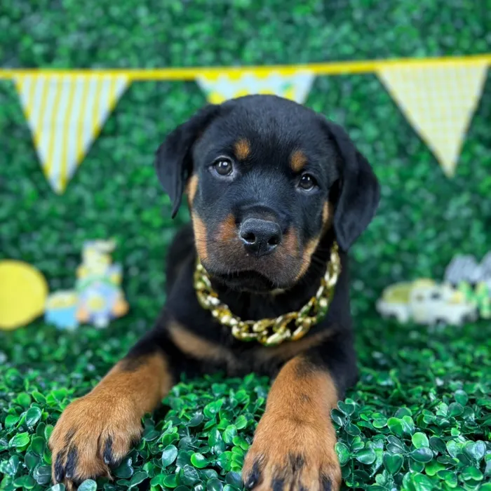 Male Rottweiler puppy named Roko for sale at Puppy Dreams - North Richland Hills.