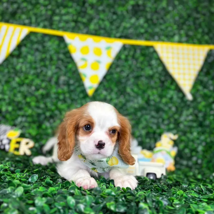 Male Cavalier King Charles Spaniel puppy named Ollie for sale at Puppy Dreams - North Richland Hills.