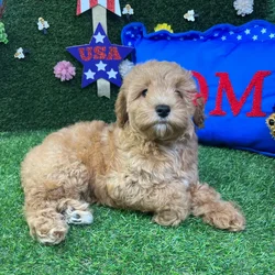 Female Cockapoo puppy named Rosie for sale at Puppy Dreams - Carrollton.