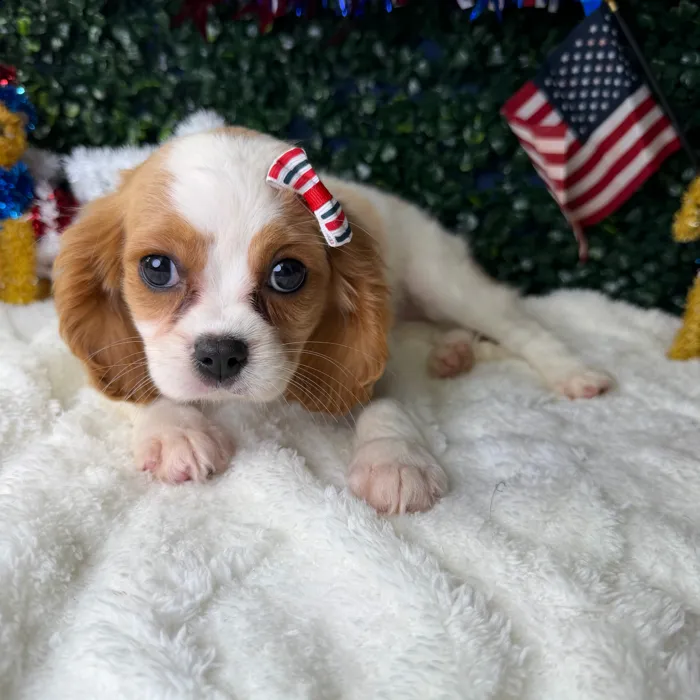 Female Cavalier King Charles Spaniel puppy named Athena for sale at Puppy Dreams - Garland.