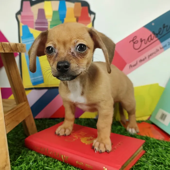 Male Chiweenie puppy named *Moonwalk* for sale at Puppy Dreams - Mansfield.