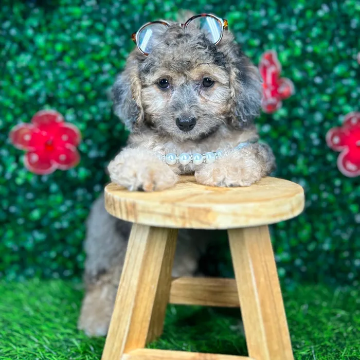 Female Cockapoo puppy named *Elenor* for sale at Puppy Dreams - Mansfield.