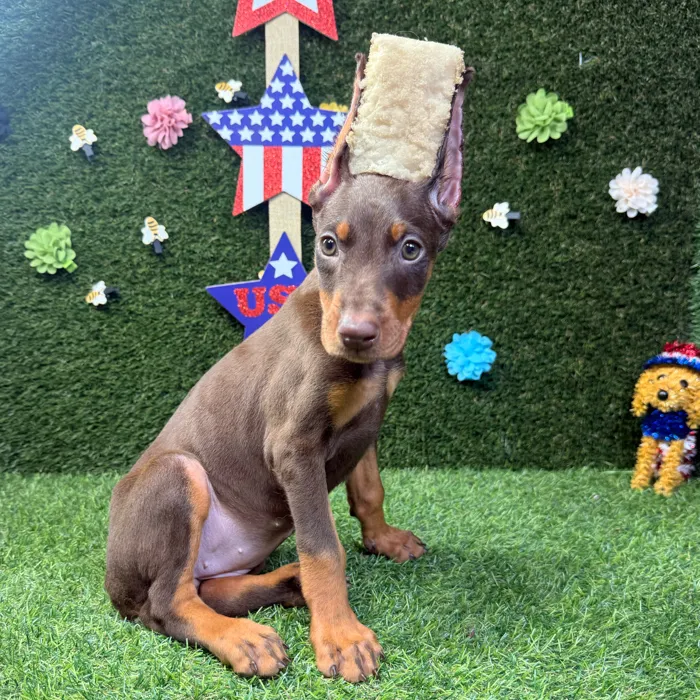 Female Doberman Pinscher puppy named Zara for sale at Puppy Dreams - Carrollton.