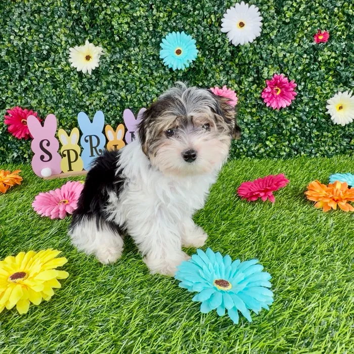 Male Morkie puppy named River for sale at Puppy Dreams - Denton.