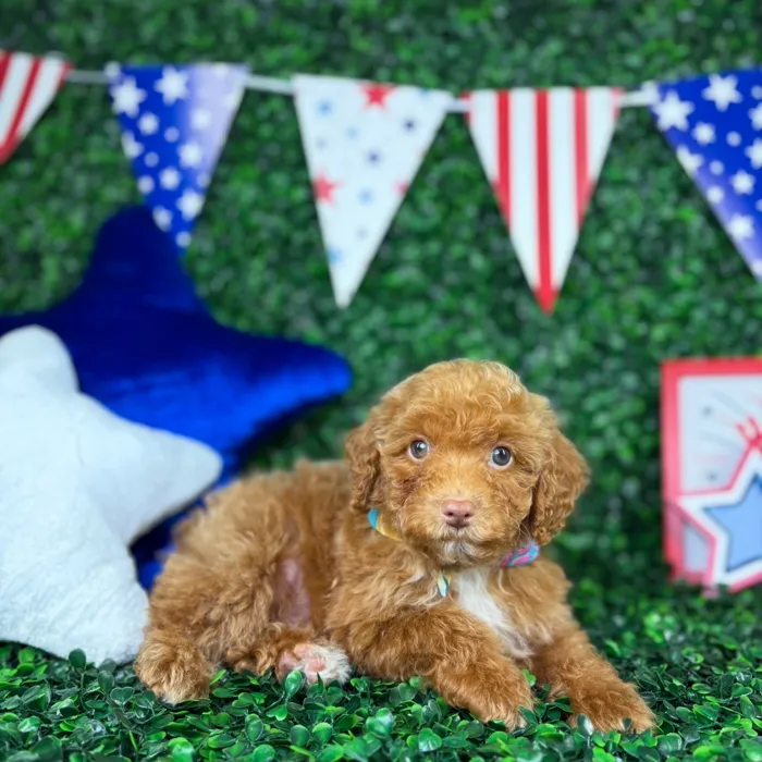 Male Mini Poodle puppy named Jasper for sale at Puppy Dreams - North Richland Hills.