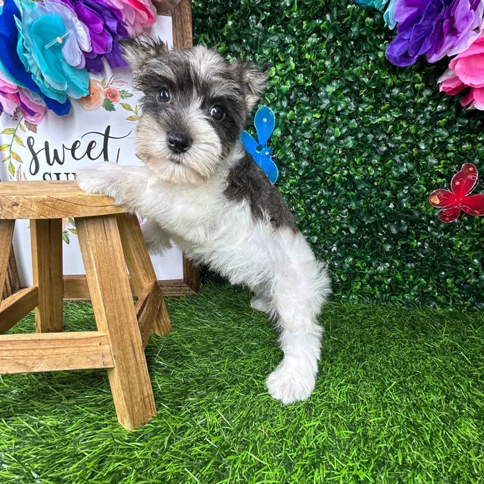 Male Mini Schnauzer puppy named *Max* for sale at Puppy Dreams - Mansfield.