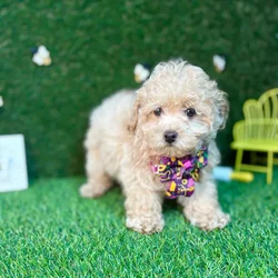 car_main_img_/media/ap_media/pets/LAQWLEOSKPOE126168.webp.250x250_q85.webp
