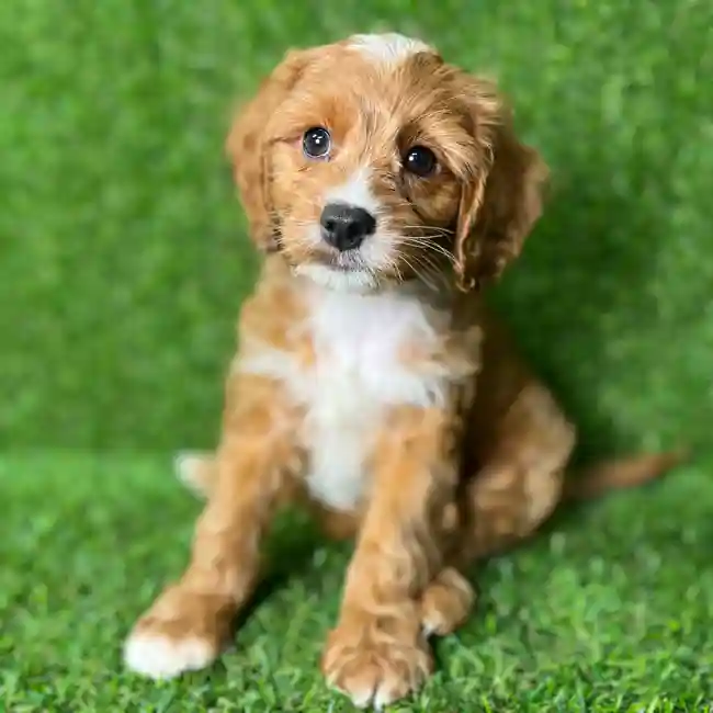 image_cropper_5FA7344B-764E-43D4-B17E-E7C4AE6CA6C5-65615-000020446F7EA0E7.jpg