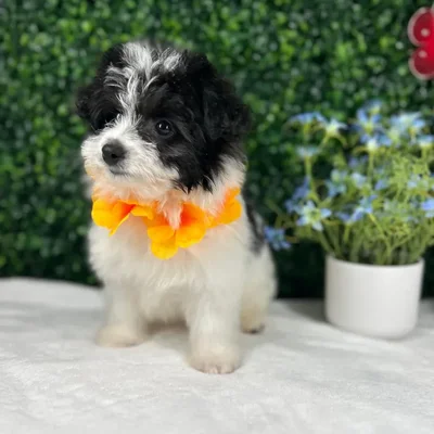 Male Pomachon puppy named *Kung Lao* for sale at Puppy Dreams - Mansfield.