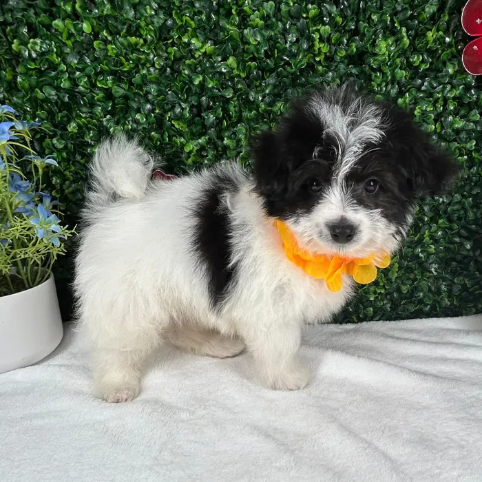 Male Pomachon puppy named *Oreo* for sale at Puppy Dreams - Mansfield.