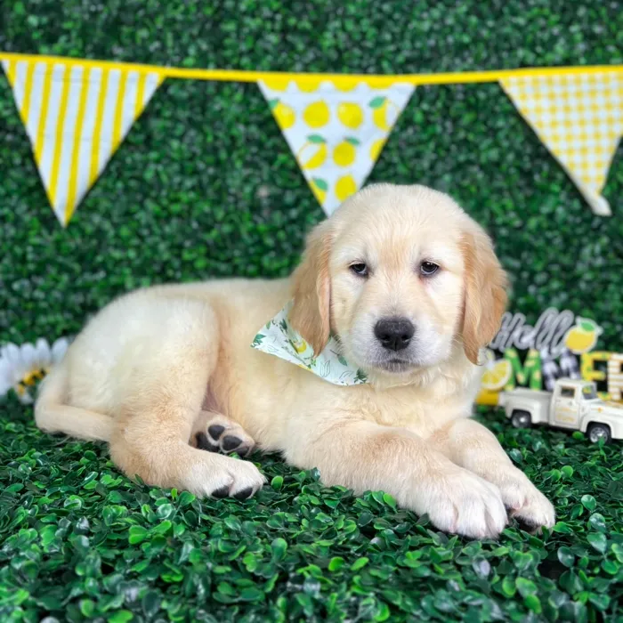 Male Golden Retriever puppy named Buddy for sale at Puppy Dreams - North Richland Hills.