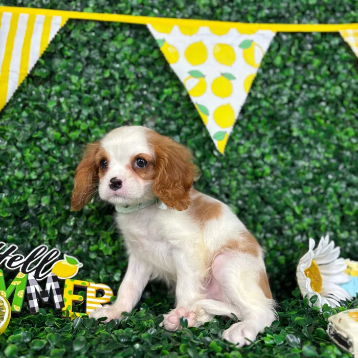Male Cavalier King Charles Spaniel puppy named Ollie for sale at Puppy Dreams - North Richland Hills.