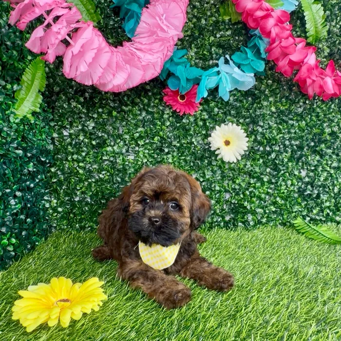 Female Shipoo puppy named Amelia for sale at Puppy Dreams - Denton.