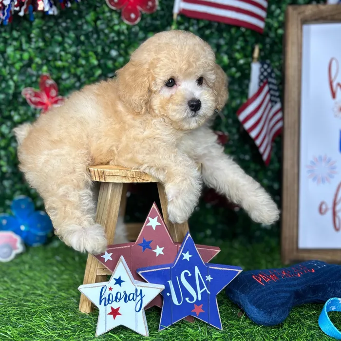 Male Mini Poodle puppy named *Maverick* for sale at Puppy Dreams - Mansfield.