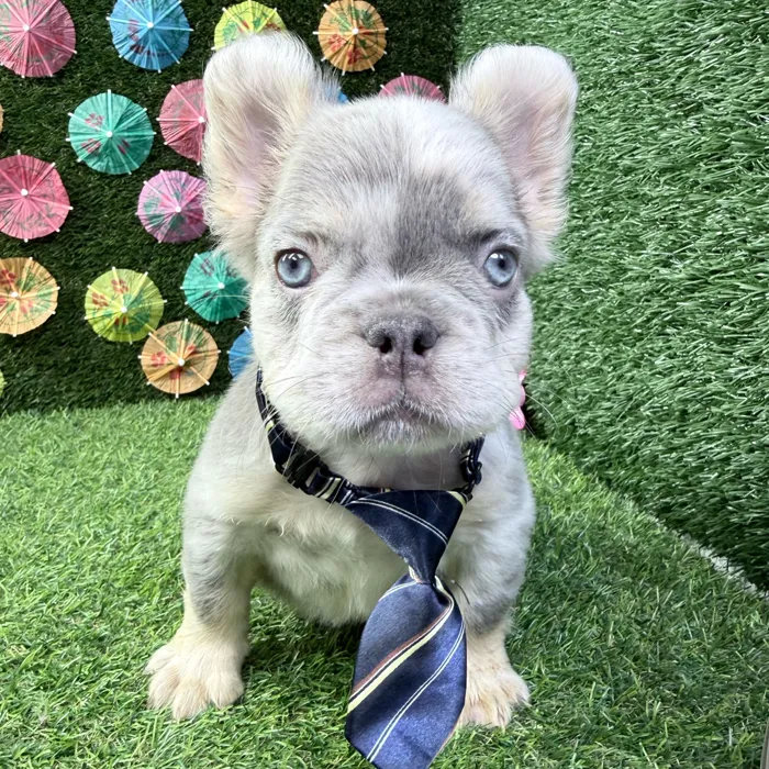 Male Fluffy French Bulldog puppy named Nacho for sale at Puppy Dreams - Carrollton.