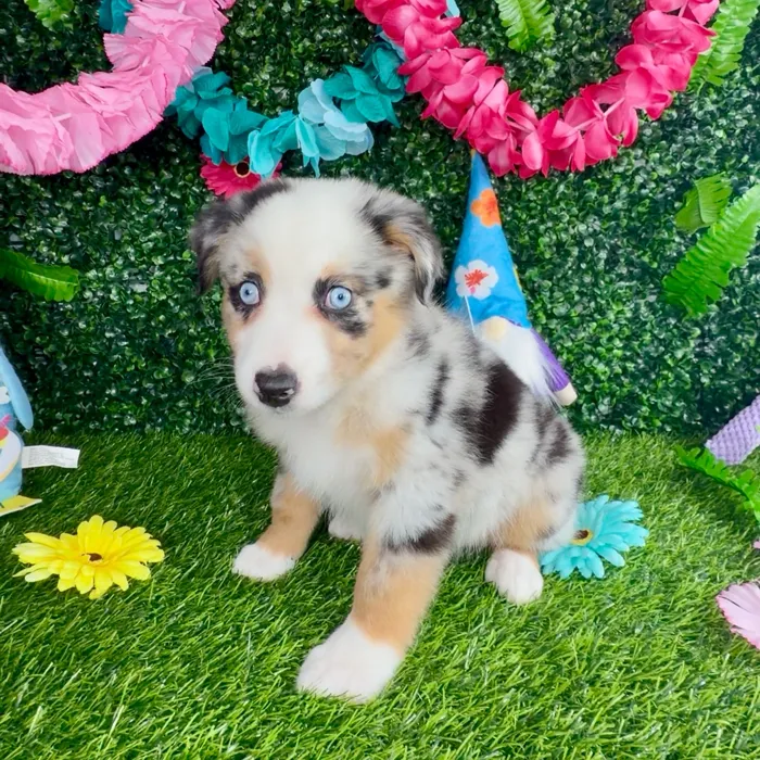 Female Mini Aussie puppy named Rosie for sale at Puppy Dreams - Denton.