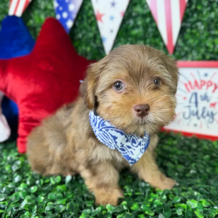 Male Havashire puppy named Choco for sale at Puppy Dreams - North Richland Hills.