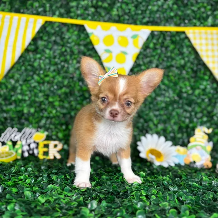 Female Chihuahua puppy named Olive for sale at Puppy Dreams - North Richland Hills.
