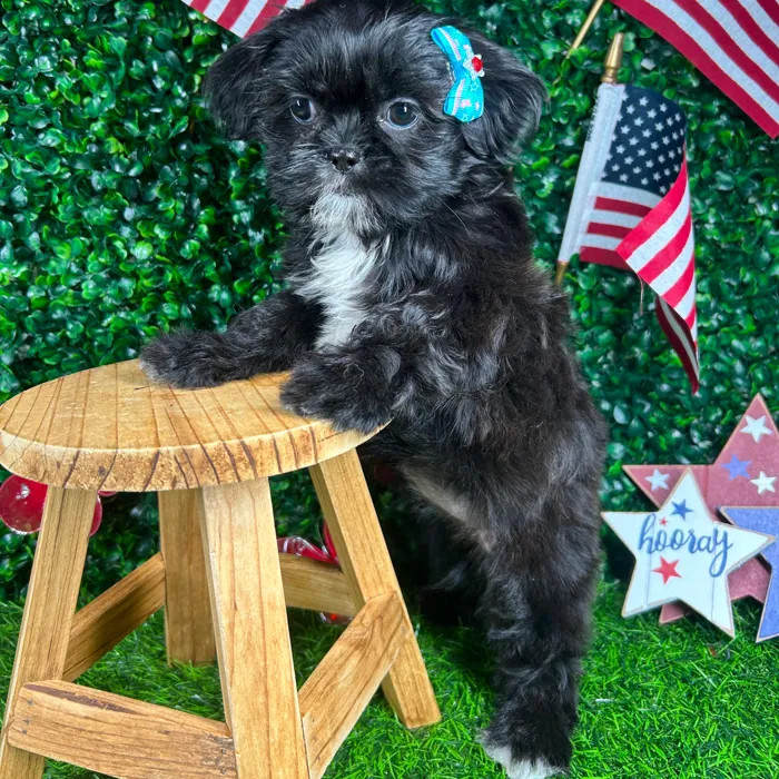 Female Shih Tzu puppy named *Chocolate Chip* for sale at Puppy Dreams - Mansfield.