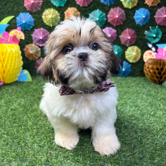 Male Shih Tzu puppy named Milo for sale at Puppy Dreams - Carrollton.