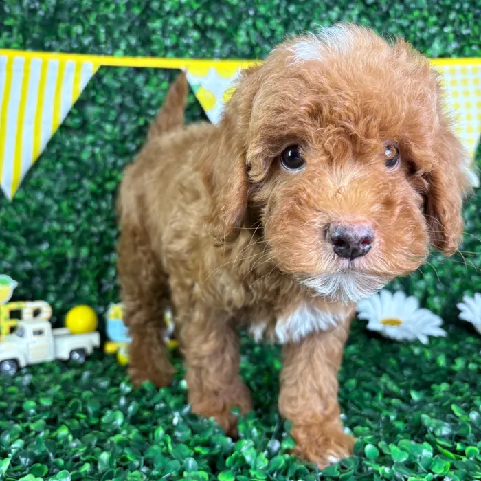 Male Mini Goldendoodle puppy named Milo for sale at Puppy Dreams - North Richland Hills.