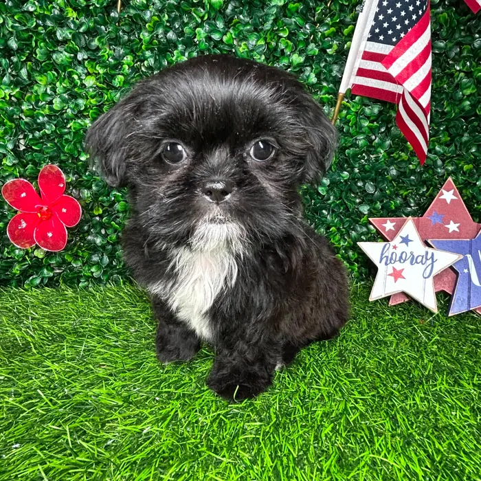 Female Shih Tzu puppy named *Chocolate Chip* for sale at Puppy Dreams - Mansfield.