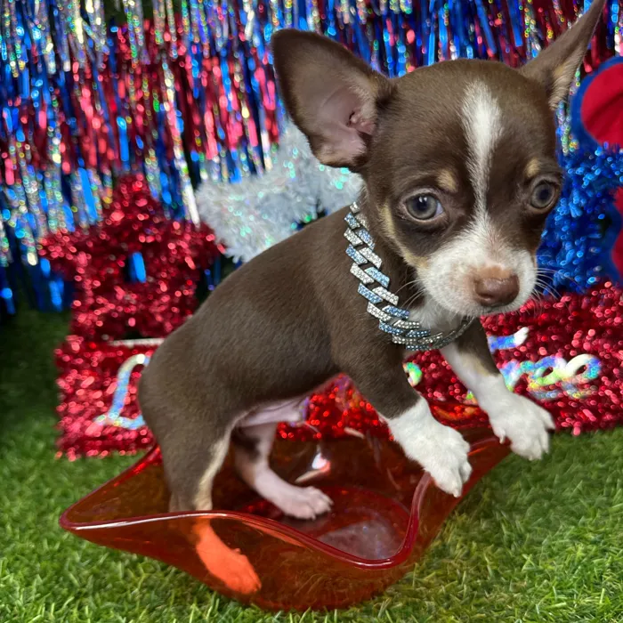 Male Chihuahua puppy named Noodle for sale at Puppy Dreams - Arlington.
