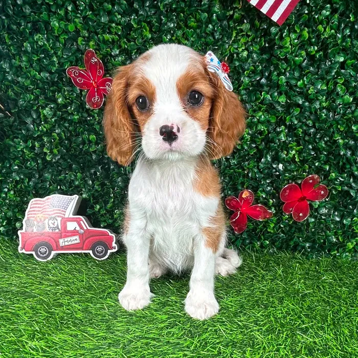 Female Cavalier King Charles Spaniel puppy named *Shortcake* for sale at Puppy Dreams - Mansfield.