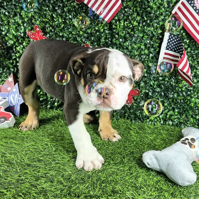 Female English Bulldog puppy named *Beef Willington* for sale at Puppy Dreams - Mansfield.