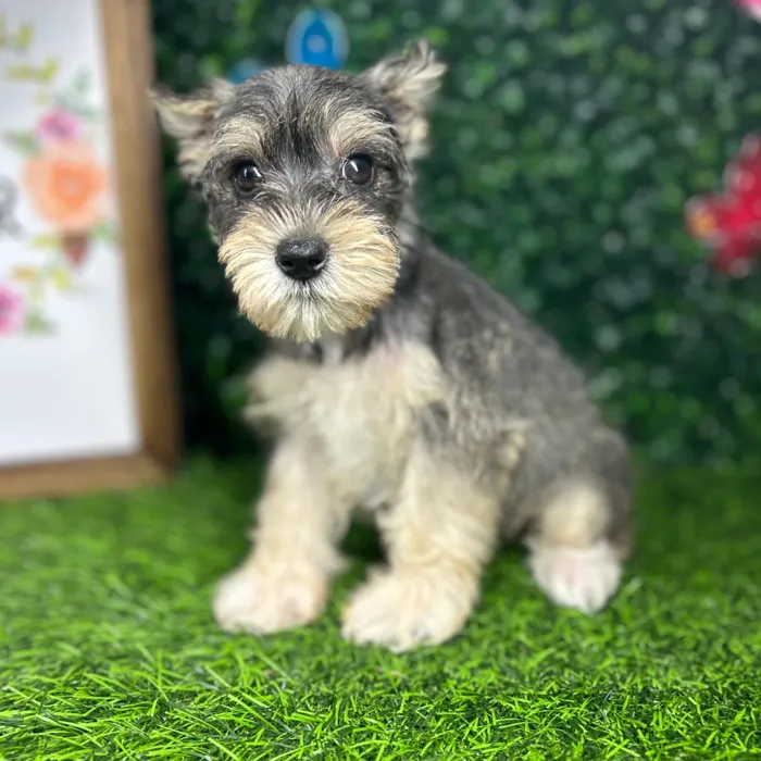 Female Mini Schnauzer puppy named *Ruby* for sale at Puppy Dreams - Mansfield.