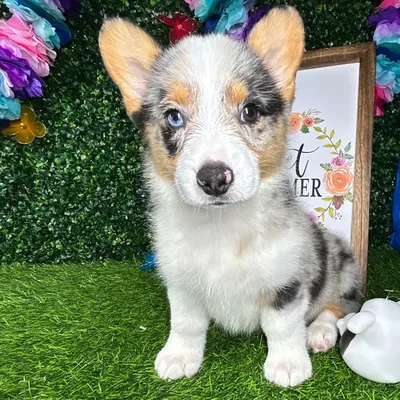 Male Pembroke Welsh Corgi puppy named *Irving* for sale at Puppy Dreams - Mansfield.
