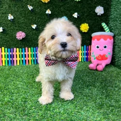 Male Maltipoo puppy named Jack for sale at Puppy Dreams - Carrollton.