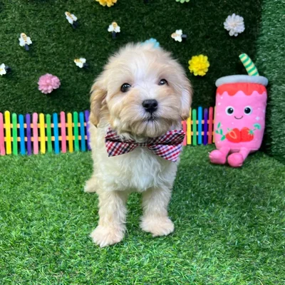 Male Maltipoo puppy named Jack for sale at Puppy Dreams - Carrollton.