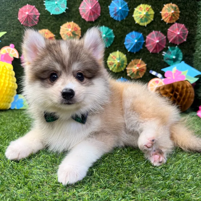 Male Pomsky puppy named Bear for sale at Puppy Dreams - Carrollton.
