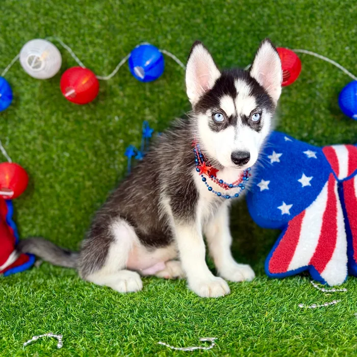 Male Siberian Husky puppy named Saqueaks for sale at Puppy Dreams - Arlington.